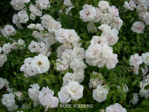 Rose 'Iceberg' - blossom